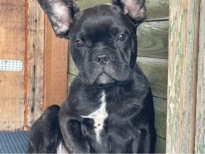 dog