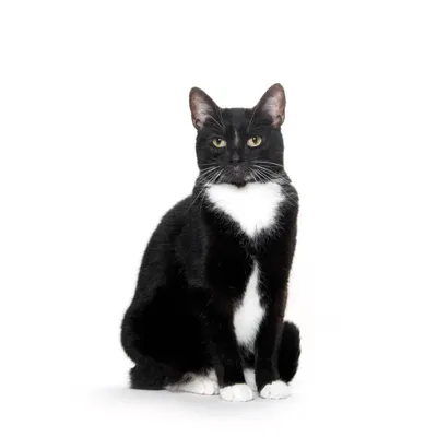 cat stuff