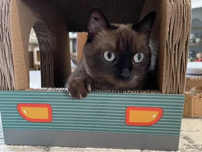 Cat stuff
