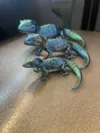 colorful gecko at 50 mm size.