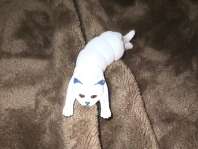 cat