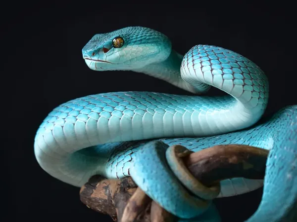 https://makerworld.bblmw.com/makerworld/user/1916588518/collection/2025-04-28_94b0be31dc34a8.webp