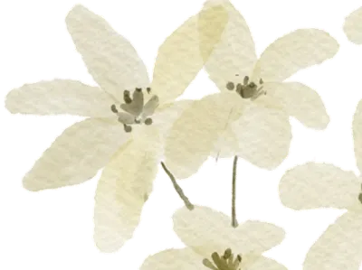 Maitê