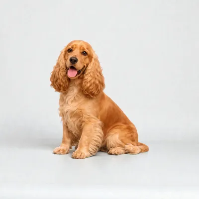 Cocker