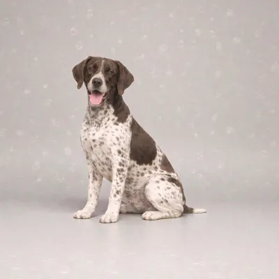 German Pointer