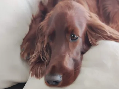 Meine Modelle