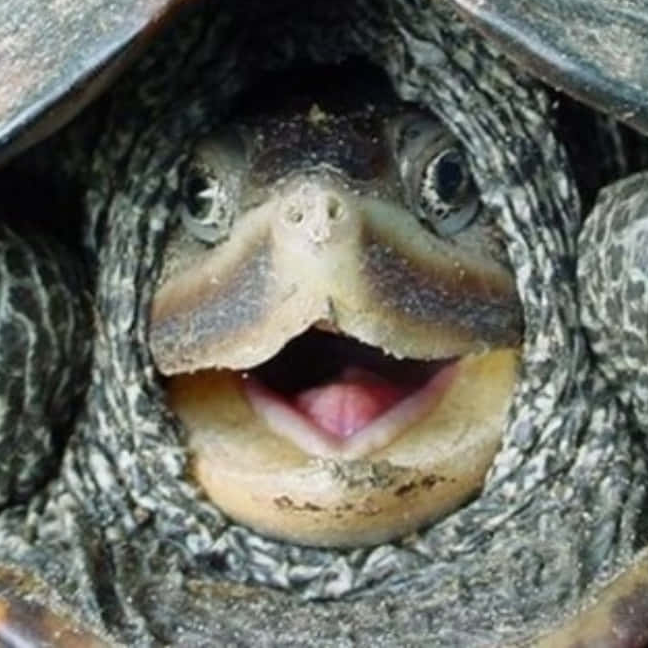 Turtle Works Designs