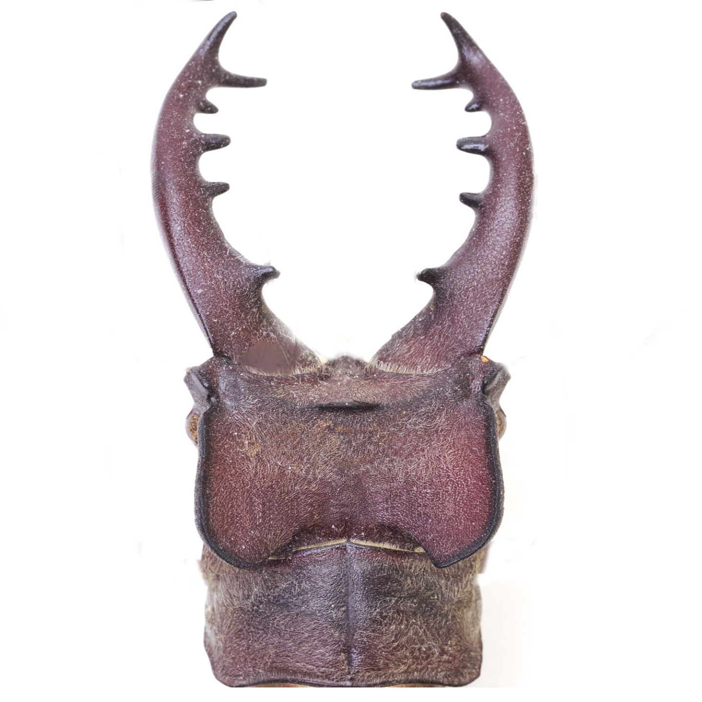 insectech.com