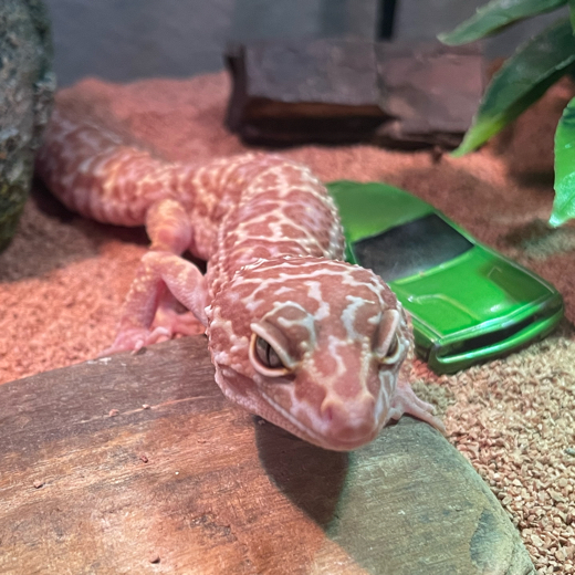 GeckoPrints