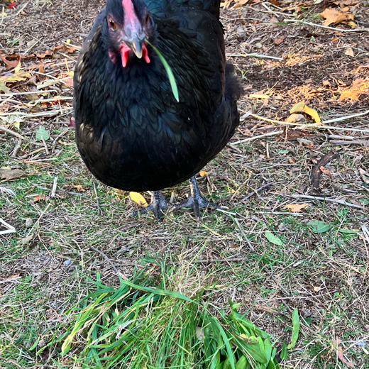 Chicken Guy