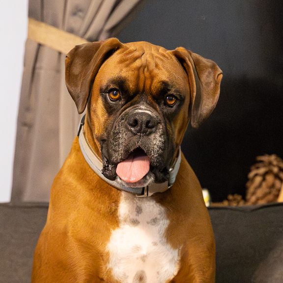Darrell_the_boxer