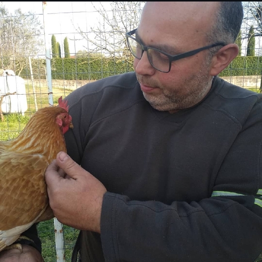 Le galline ciociare