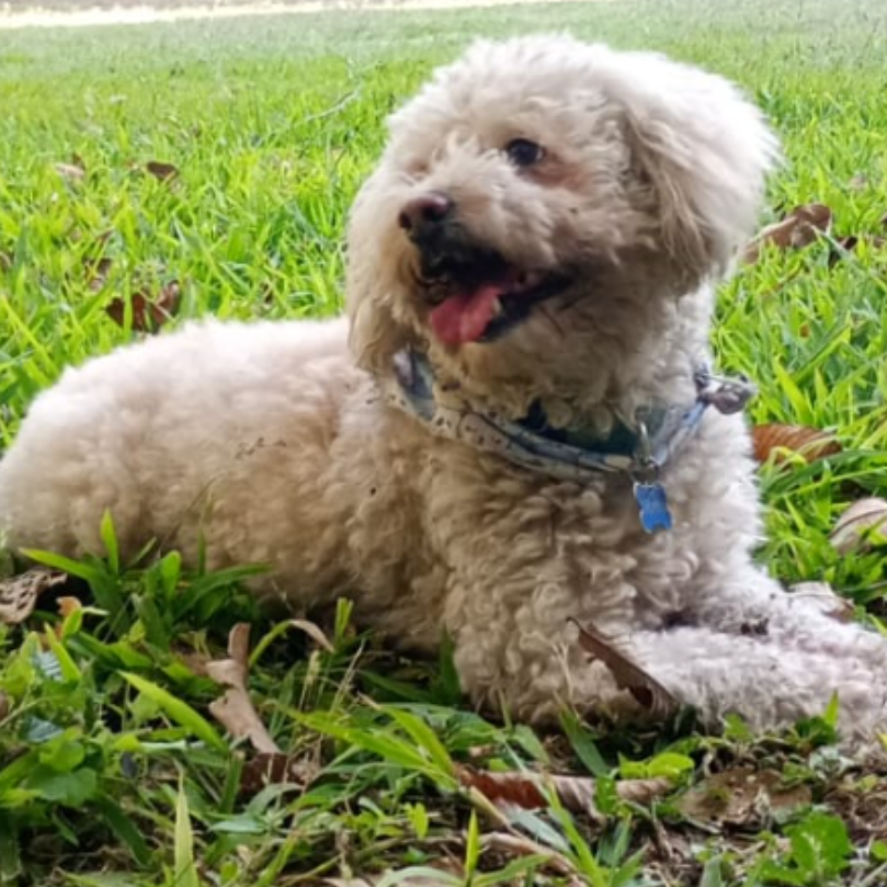 BRAWNITHEDOG