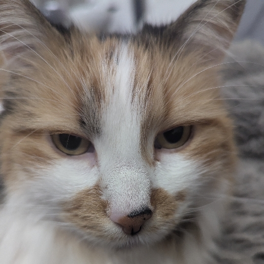 Sitteekitty