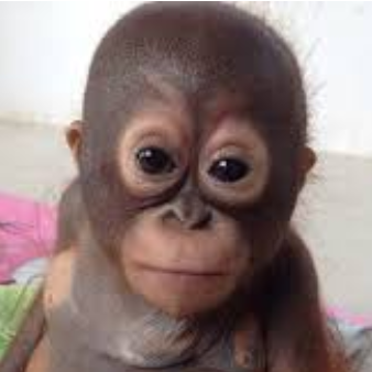 Budi