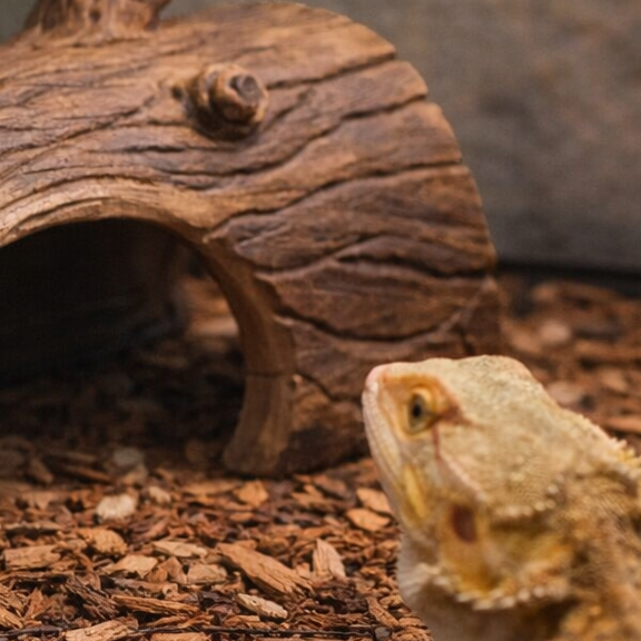 Reptile Terrarium