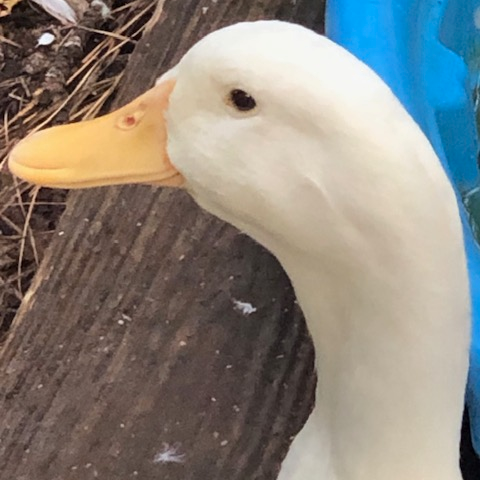 FluffyDuck