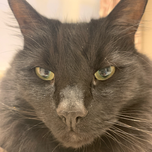Percy Cat for life lvstprnt