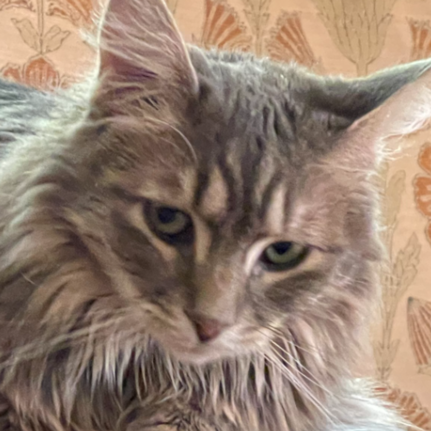 CatKid