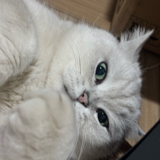 酸糖