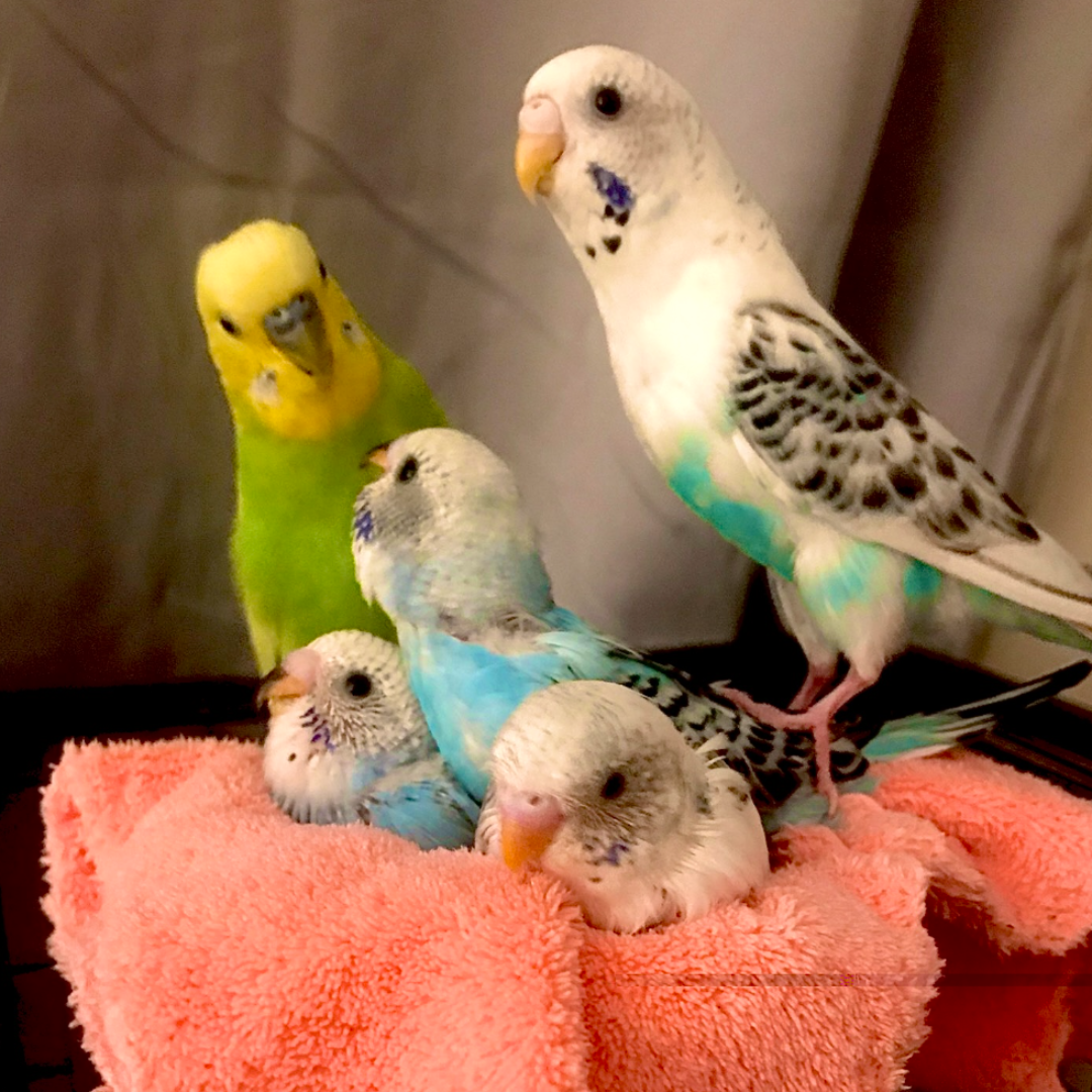 Budgie treats