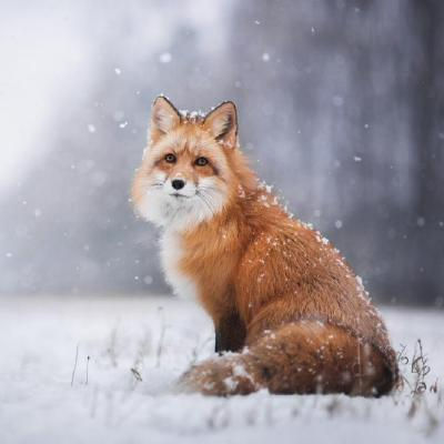 TECH Fox