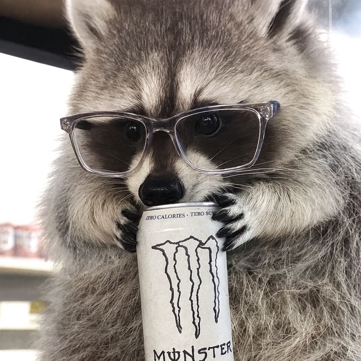antphie