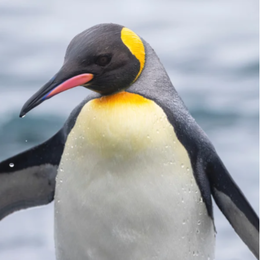 PenguinPrints48