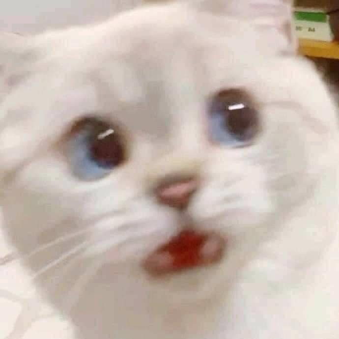Fipo