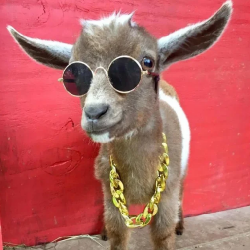 goatbuster