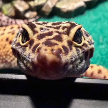 LeopardGeckoGuy