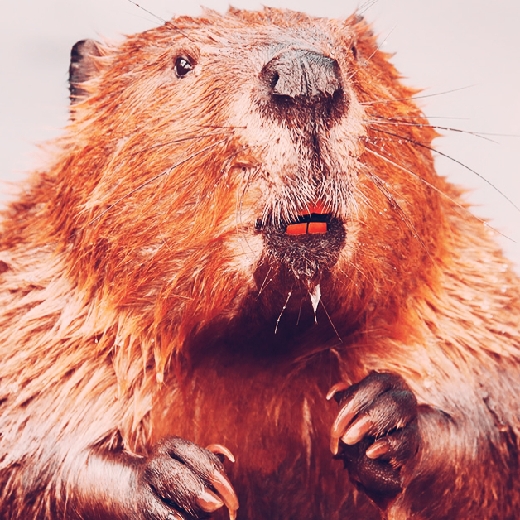 Beaveralex