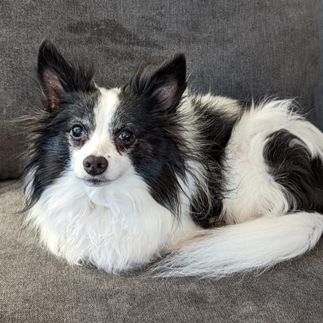 Graylynn
