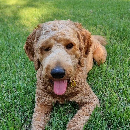 marcus