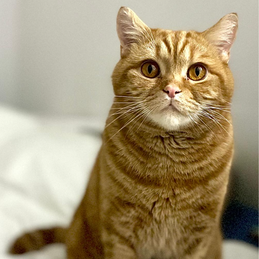 Sezam_the_cat