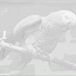 Poder Psittacus