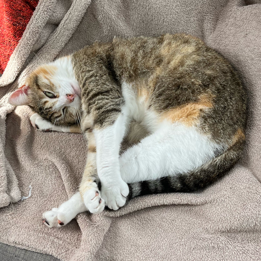 juju
