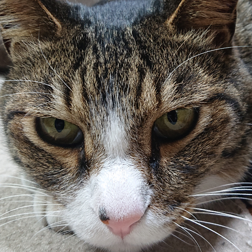 Simon