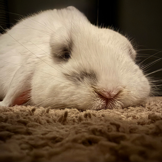 bunnylover1104