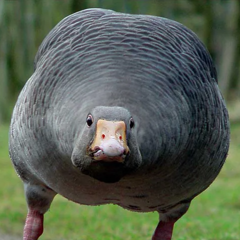 AngryGoose