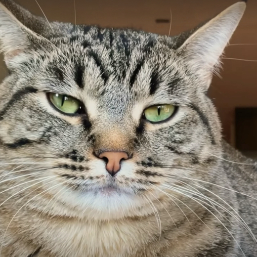 AJ