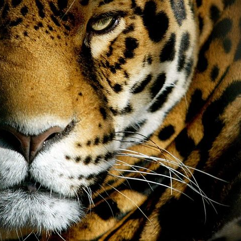 Tora.