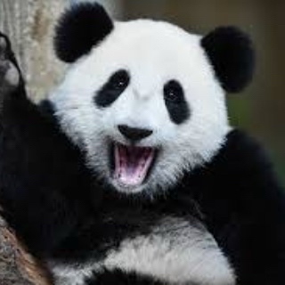 Big Panda