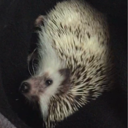 Quilliam77