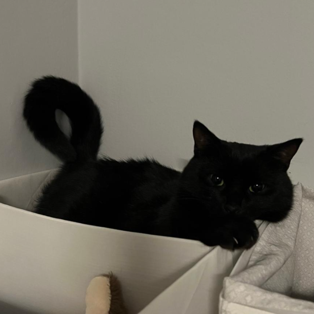 ernie
