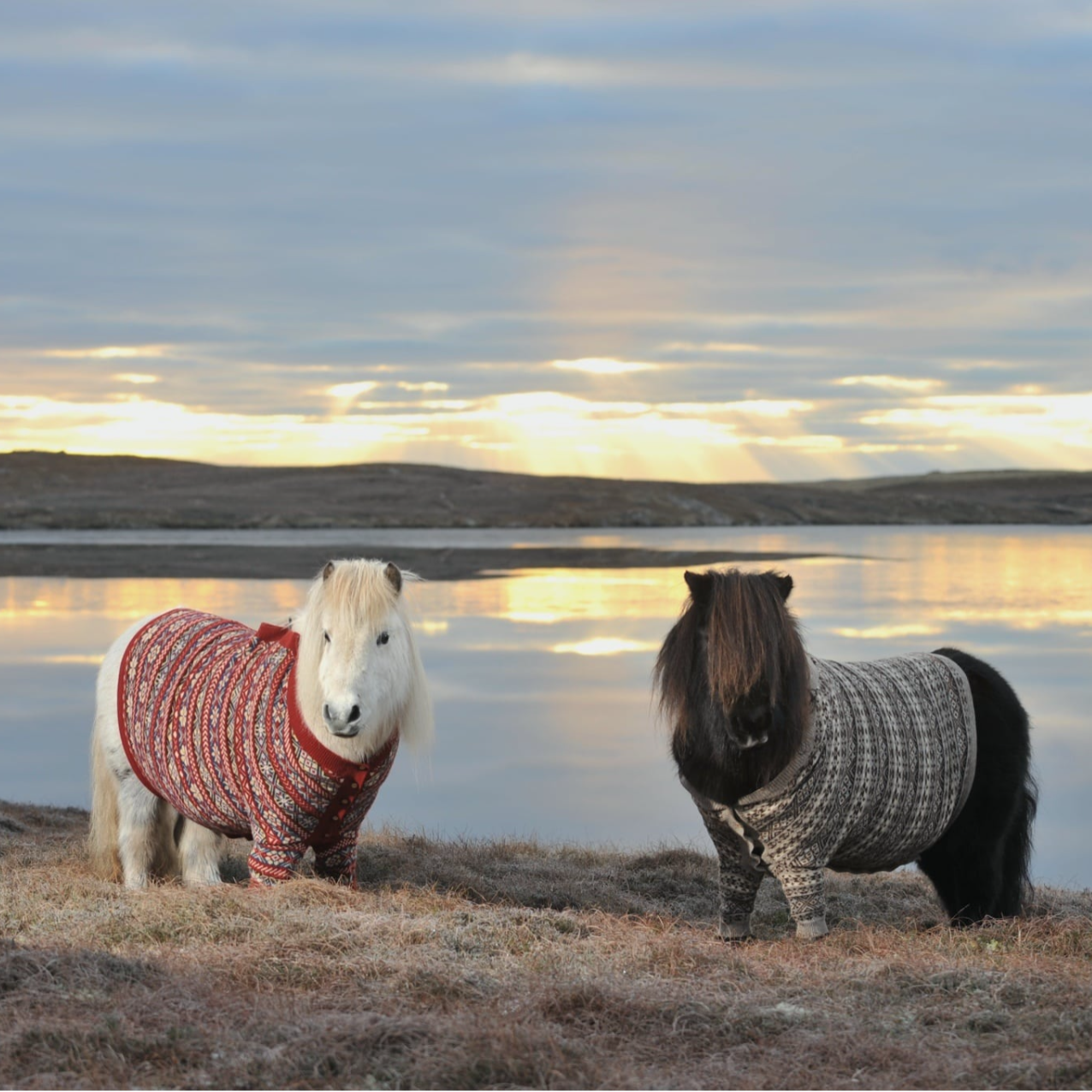 Snorri
