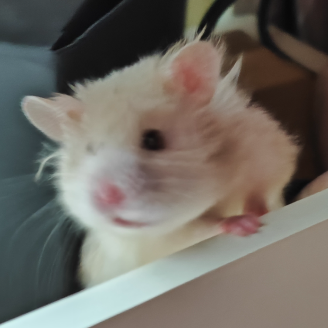 skyroaming