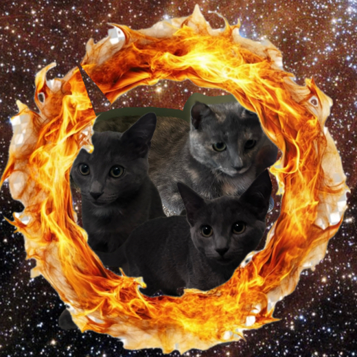 WarriorCatsObsession