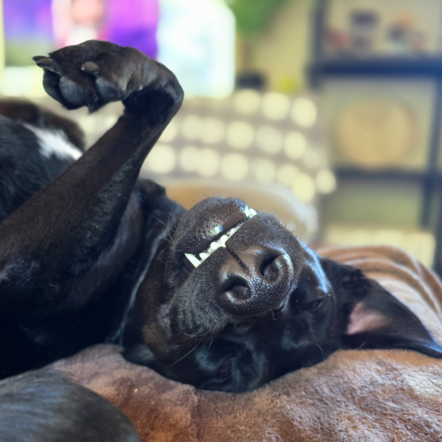AdorableMonster