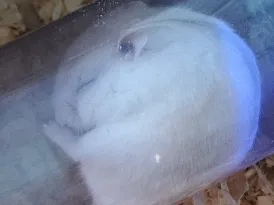 Hamster 
